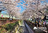 Tour a Corea Primavera 2023